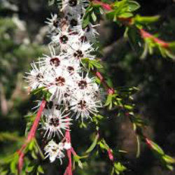 small white Burgan flowers